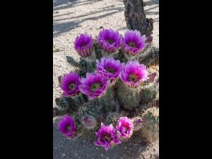 Cactus Flowers-03